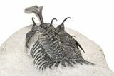 Bargain, Trident Walliserops Trilobite - Foum Zguid, Morocco #179528-5